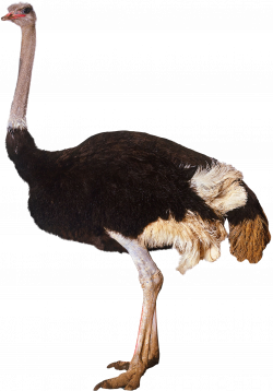 Ostrich Standing - Transparent Background Ostrich Png ...
