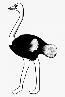 Ostrich Black And White #860658 - Free Cliparts on ClipartWiki
