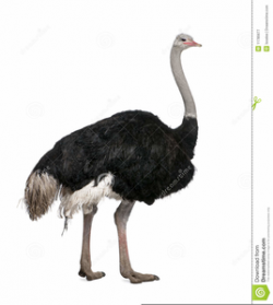 Ostrich Clipart Free | Free Images at Clker.com - vector ...