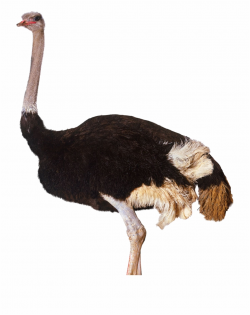 Free Ostrich Png, Download Free Clip Art, Free Clip Art on ...