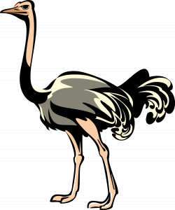 Emu Clipart at GetDrawings.com | Free for personal use Emu Clipart ...
