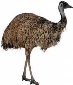 ForgetMeNot: Birds ostrich