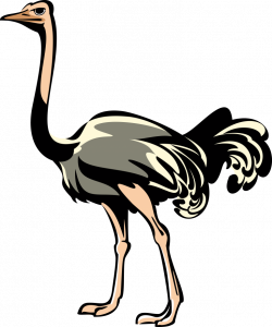 Download Ostrich PNG Clipart 1 - Free Transparent PNG Images, Icons ...
