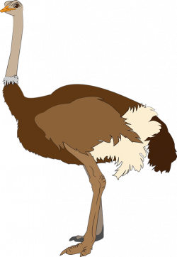 HD Africa Animal Bird Full Body Large Ostrich - Ostrich ...