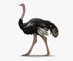 Ostrich Free Png Image - Ostrich Png #165930 - Free Cliparts ...