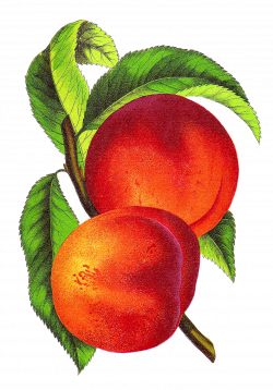 Clip Art Designs, Vector Clip Art Graghic: Free Fruit Clip Art ...