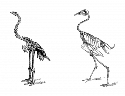 Antique Images: Free Digital Collage Sheet: 2 Bird Skeletons Digital ...