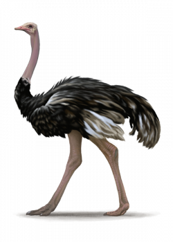 Ostrich PNG File | PNG Mart