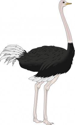 Ostrich PNG Images Transparent Free Download | PNGMart.com