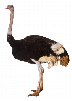 Ostrich Standing PNG Image - PurePNG | Free transparent CC0 PNG ...
