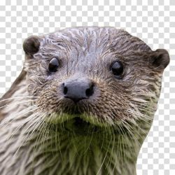 Brown otter, Otter Close Up transparent background PNG ...