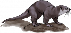 HD Otter Png Free Download - Otter Clipart , Free Unlimited ...