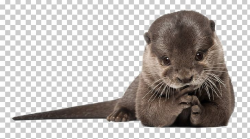 Sea Otter Portable Network Graphics Desktop PNG, Clipart ...