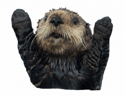 Sea Otter No Background - Clip Art Library