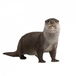 Full Size Otter transparent PNG - StickPNG