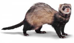 Weasel PNG HD Transparent Weasel HD.PNG Images. | PlusPNG