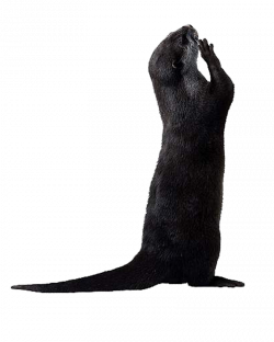 Otter PNG Picture | PNG Mart