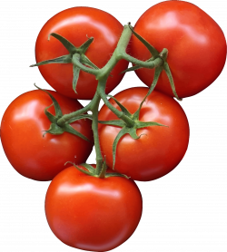 Tomatos Clipart - 16740 - TransparentPNG