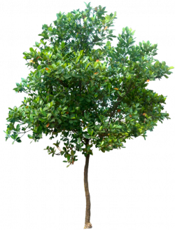 20 Free Tree PNG Images - Artocarpus heterophyllus02L | landscape + ...