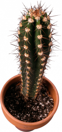 classic cactus topview png - Free PNG Images | TOPpng