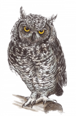 Horned Owl Clipart spotted owl - Free Clipart on Dumielauxepices.net