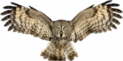 Barred Owl Clipart Transparent Background #2390956