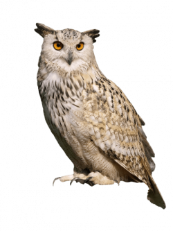owl sitting png - Free PNG Images | TOPpng