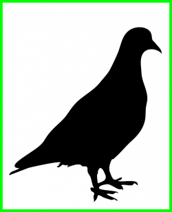 Stunning Silhouette Of Pigeon Png Wassu Hawk Pics For Owl Styles And ...