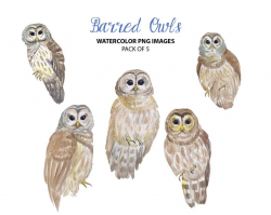 Cute owl clipart - Watercolor bird clip art - Bird watercolor illustration