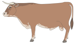 bull layers
