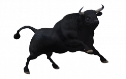 Bull PNG Clipart - peoplepng.com