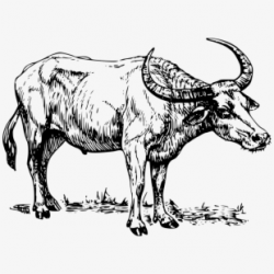 Water Buffalo Buffalo Cape Buffalo Cow Bull Horns - Clip Art ...