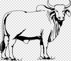 Cattle Ox Bull Drawing , bull transparent background PNG ...
