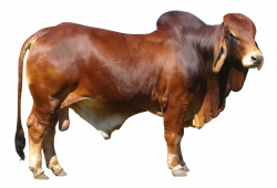 Bull PNG Transparent Free Images | PNG Only