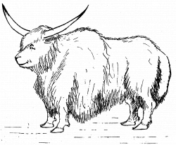 Yak Drawing at GetDrawings.com | Free for personal use Yak Drawing ...