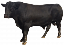 Bull PNG Image - PurePNG | Free transparent CC0 PNG Image Library