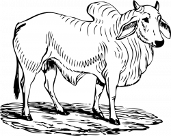 Clipart - brahma bull