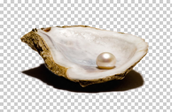 Oyster Clam Bivalvia Pearl Seashell, pearls PNG clipart ...