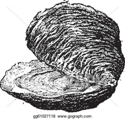 Clip Art Vector - Oyster (bivalve mollusc), vintage ...