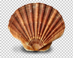 Oyster Clam Mussel Seashell Cockle PNG, Clipart, Animal ...