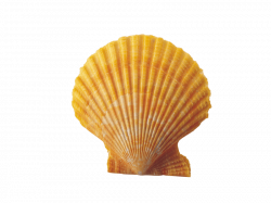 Seashell Clip art - seashell 850*638 transprent Png Free Download ...