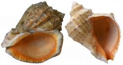 Ariel Clip art - Rapana PNG Clip Art 2445*1310 transprent Png Free ...