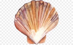 oyster transaprent clipart Cockle Oyster Clam clipart - Clam ...