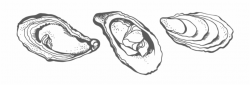 Collection Of Images High Quality Free - Oyster Drawing Free ...