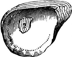 Oyster | ClipArt ETC