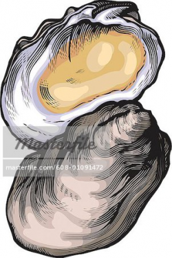 clip art oyster clipart | Clipart Panda - Free Clipart Images
