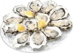 Oysters transparent PNG - StickPNG