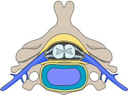 File:Cervical vertebra blank.svg - Wikimedia Commons
