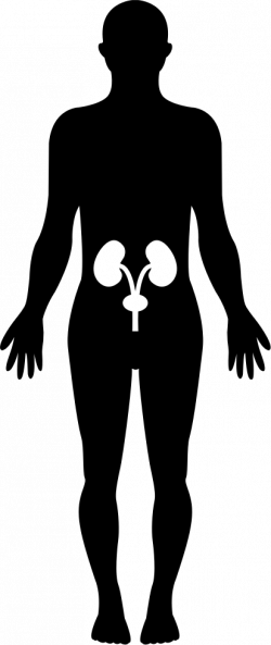 Human Hips Bones Inside A Standing Male Body Black Silhouette Svg ...