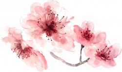 watercolor flower pink painted freetoedit...
